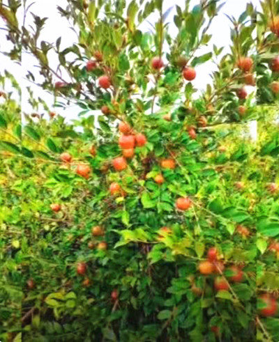 1730984996149278.jpg QQ20241107-210612_副本.jpg